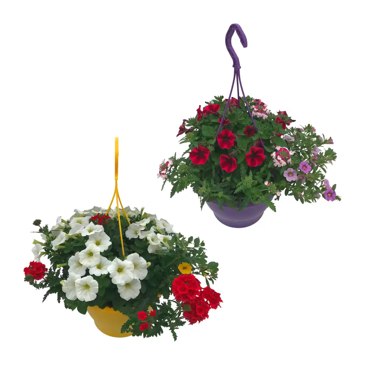 Bild 1 von GARDENLINE Blühmix-Ampel