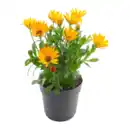 Bild 1 von GARDENLINE Kapmargerite
