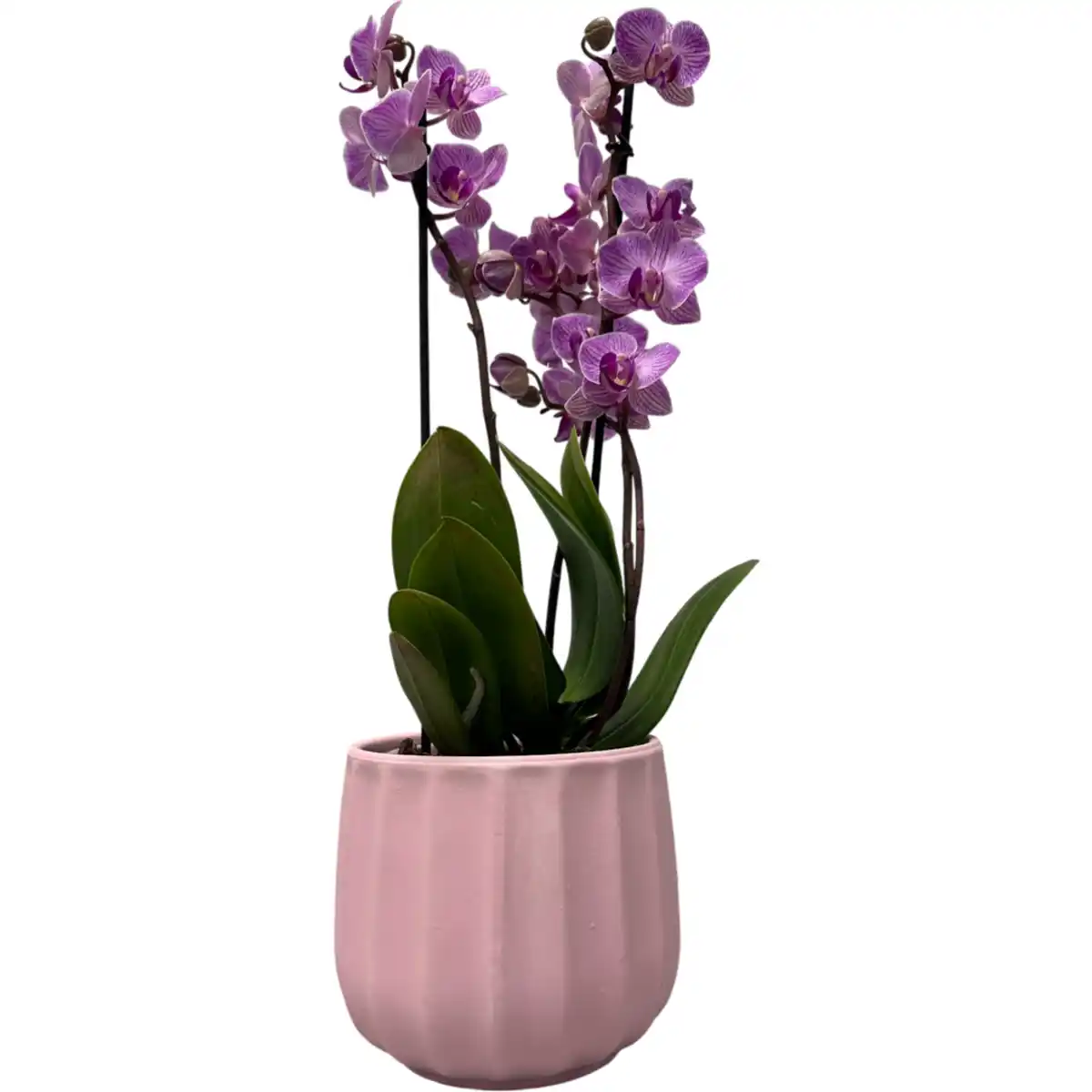 Bild 1 von Orchidee Phalaenopsis****