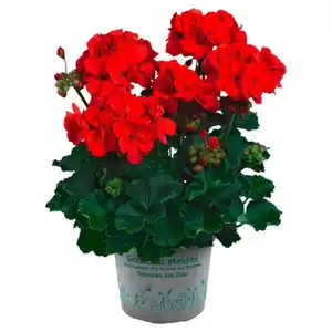 GARDENLINE Premium-Geranien, Dark Red