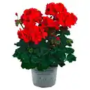 Bild 1 von GARDENLINE Premium-Geranien, Dark Red