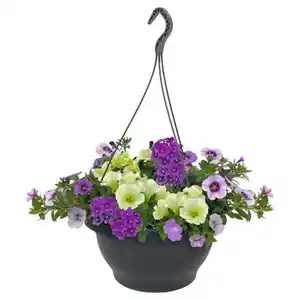 GARDENLINE Ampel Ton in Ton Lila/Lime