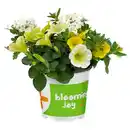 Bild 1 von GARDENLINE Beetpflanzen Trio, Mix 1