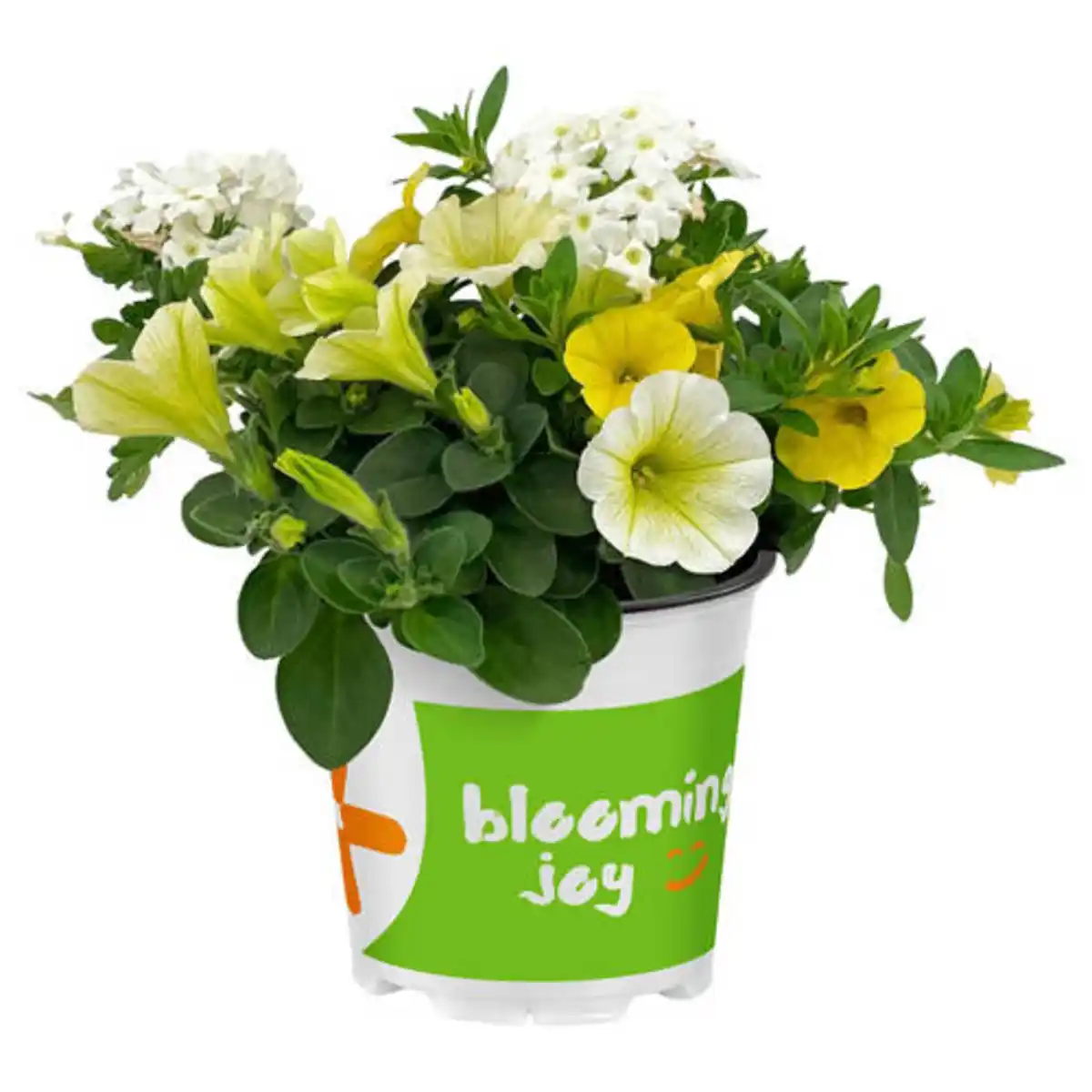 Bild 1 von GARDENLINE Beetpflanzen Trio, Mix 1