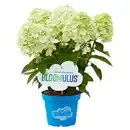 Bild 1 von GARDENLINE Rispenhortensie