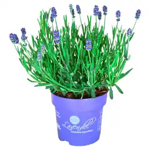 GARDENLINE Lavendel