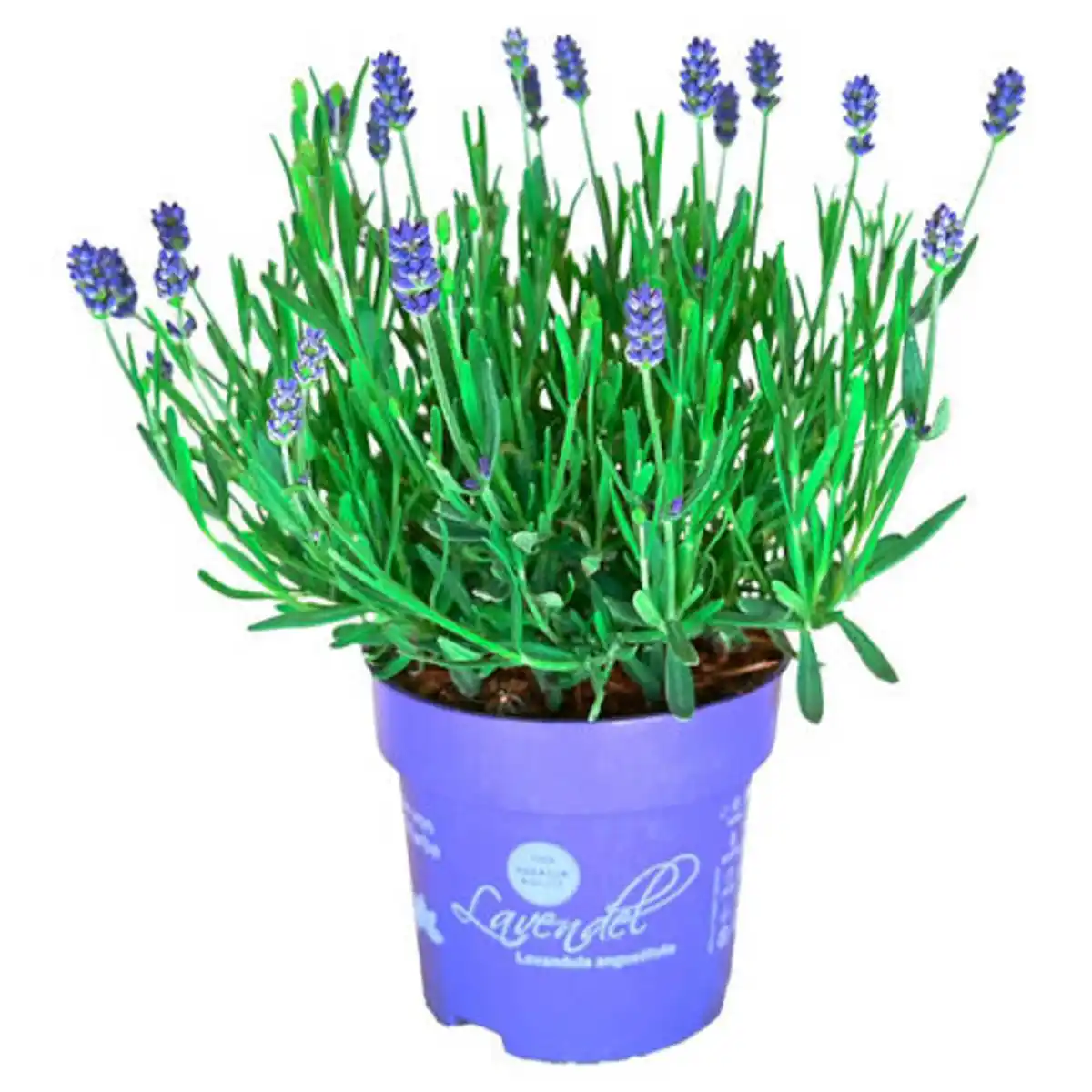 Bild 1 von GARDENLINE Lavendel
