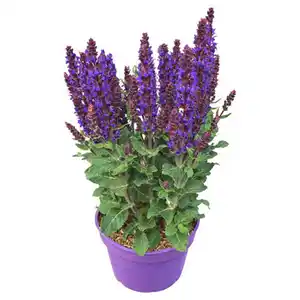 GARDENLINE Steppen-Salbei