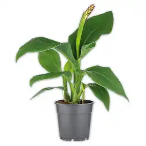 Blühende Canna