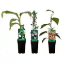 Bild 1 von Finest Garden Exotische Früchte
