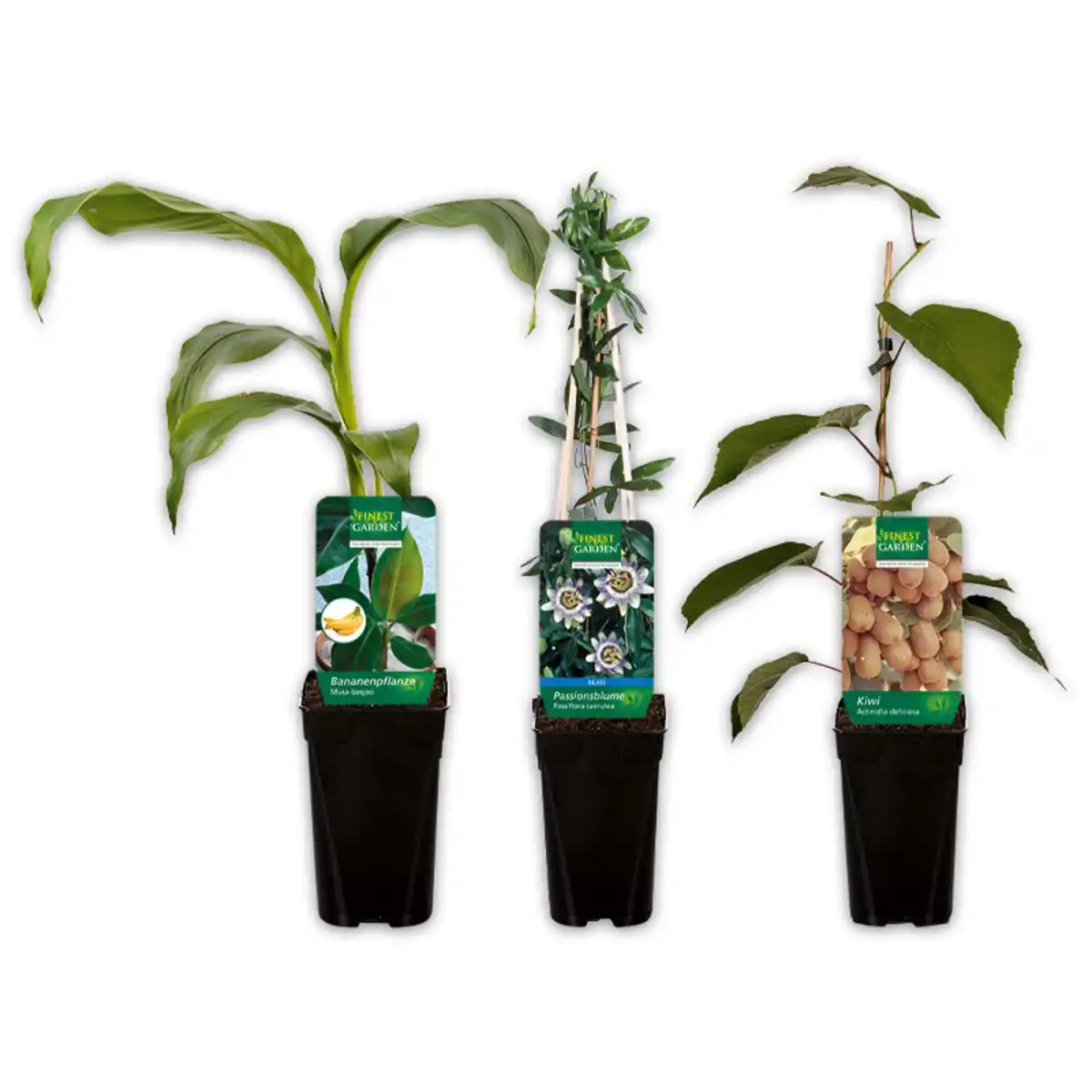 Bild 1 von Finest Garden Exotische Früchte