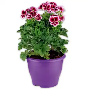 Edelgeranie XL
