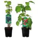 Bild 1 von Finest Garden Spalierobst