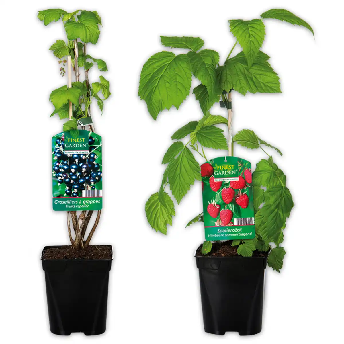 Bild 1 von Finest Garden Spalierobst