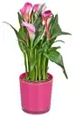 Bild 1 von Calla in Glas-Übertopf