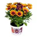 Bild 1 von Exklusive Osteospermum
