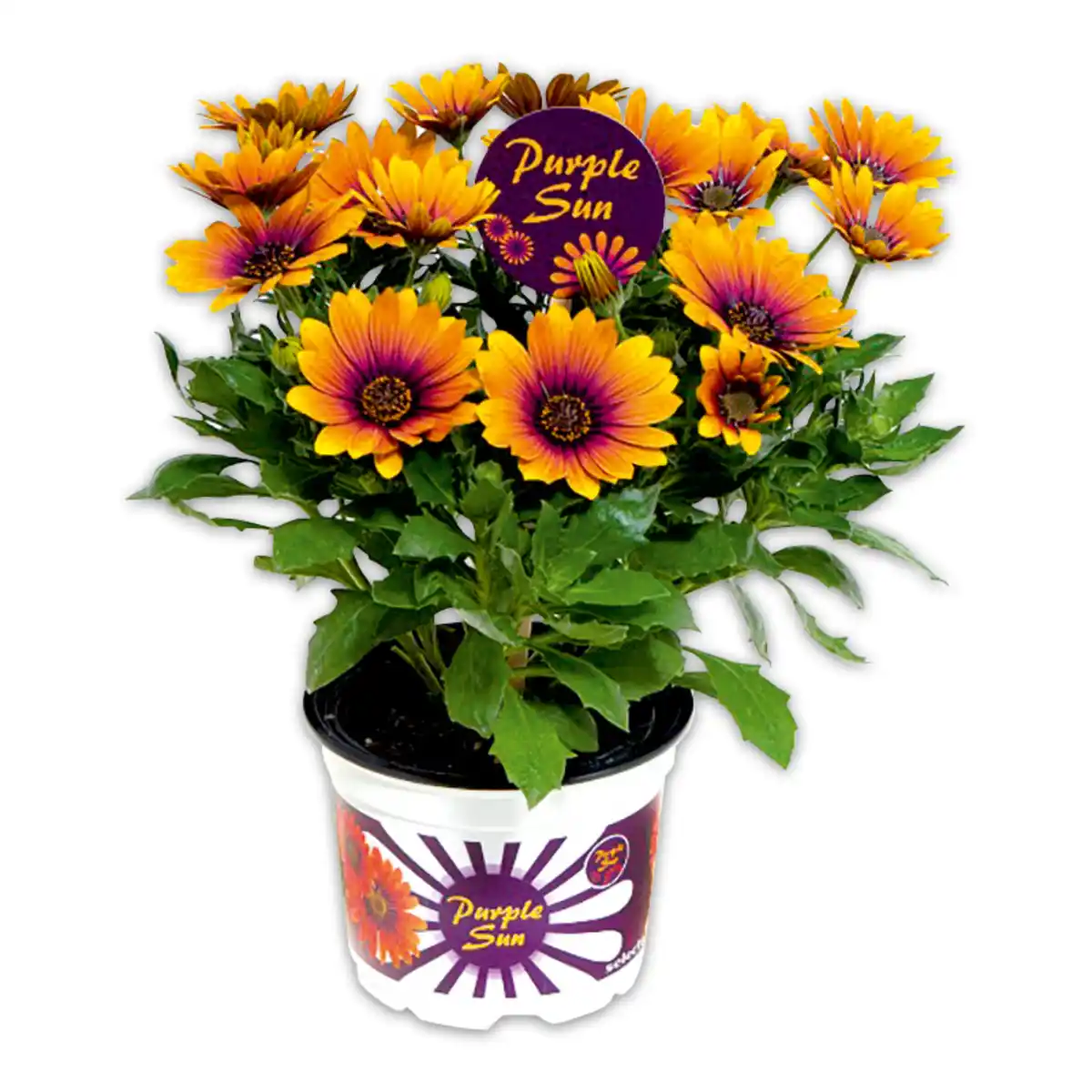 Bild 1 von Exklusive Osteospermum