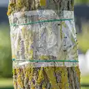 Bild 1 von Gardigo Baum-Leimring 5 m