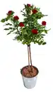 Bild 1 von Rose im Zinkeimer