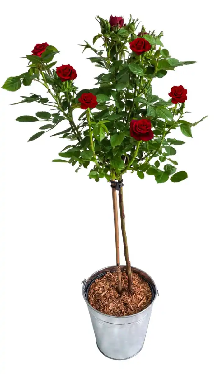 Bild 1 von Rose im Zinkeimer