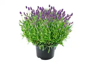 Lavendel herrlich duftend