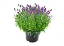 Bild 1 von Lavendel herrlich duftend