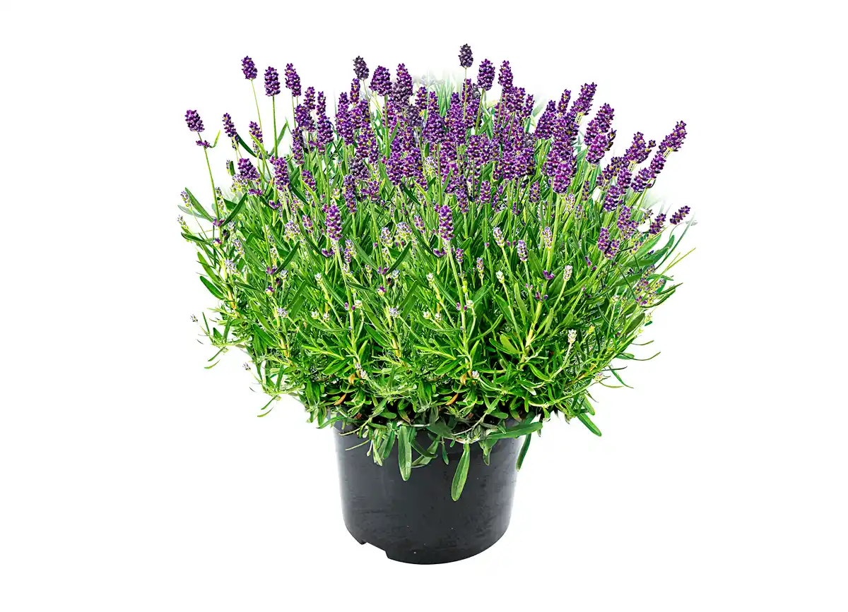 Bild 1 von Lavendel herrlich duftend
