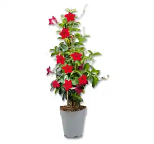 Dipladenia Pyramide*
