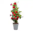 Bild 1 von Dipladenia Pyramide*