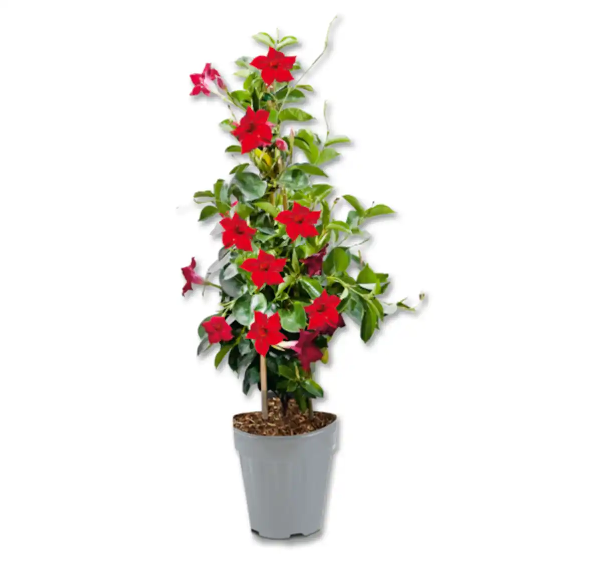 Bild 1 von Dipladenia Pyramide*