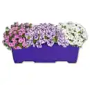 Bild 1 von Confetti Garden*