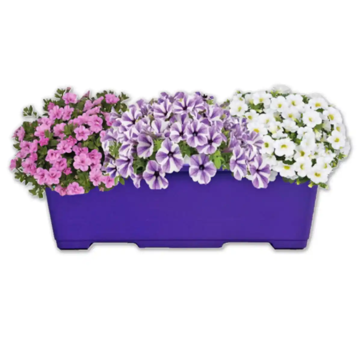 Bild 1 von Confetti Garden*