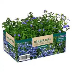GARDENLINE Balkon- und Kübelpflanzen, Lobelia Mix