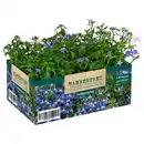 Bild 1 von GARDENLINE Balkon- und Kübelpflanzen, Lobelia Mix