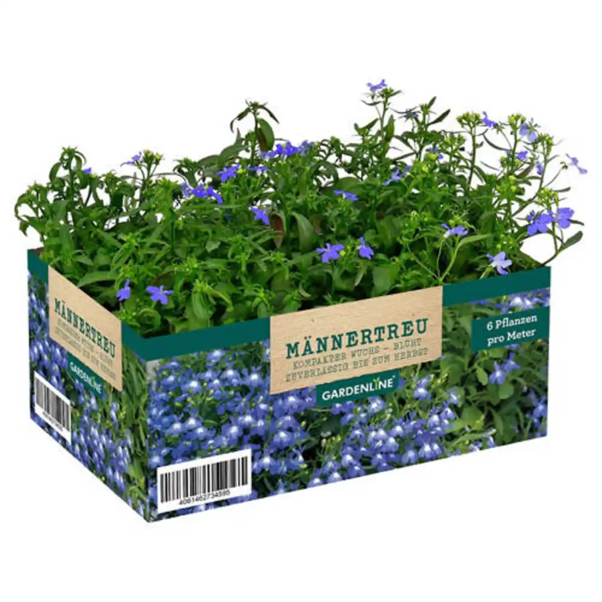 Bild 1 von GARDENLINE Balkon- und Kübelpflanzen, Lobelia Mix