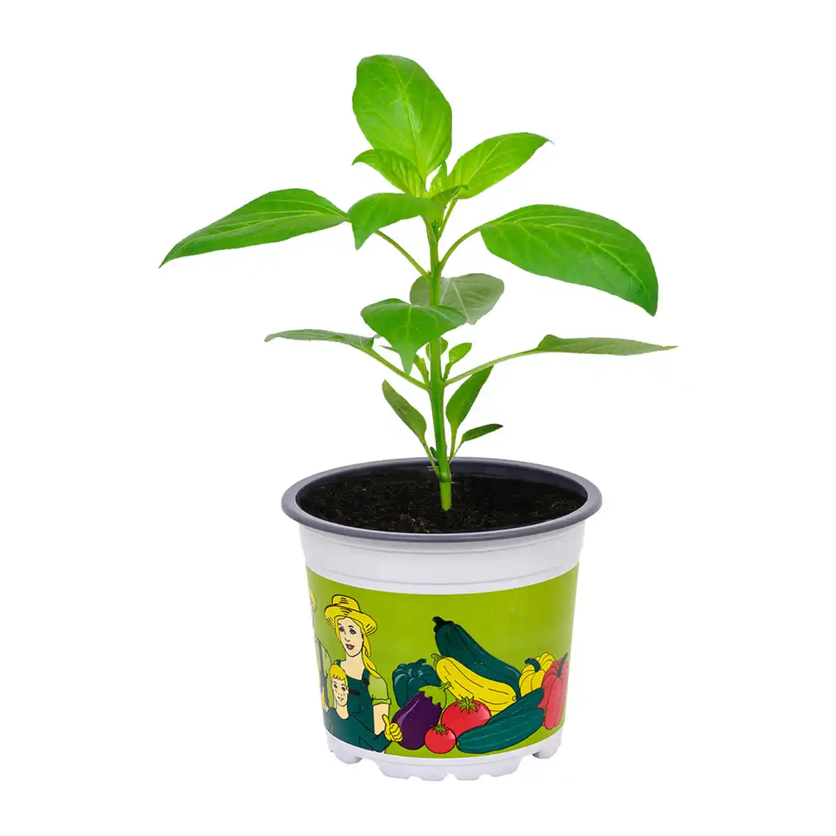 Bild 3 von GARDENLINE Gemüsepflanze