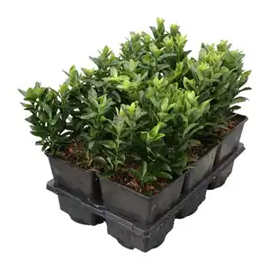 GARDENLINE Euonymus 6er-Tray