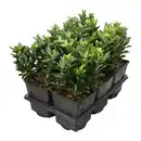 Bild 1 von GARDENLINE Euonymus 6er-Tray