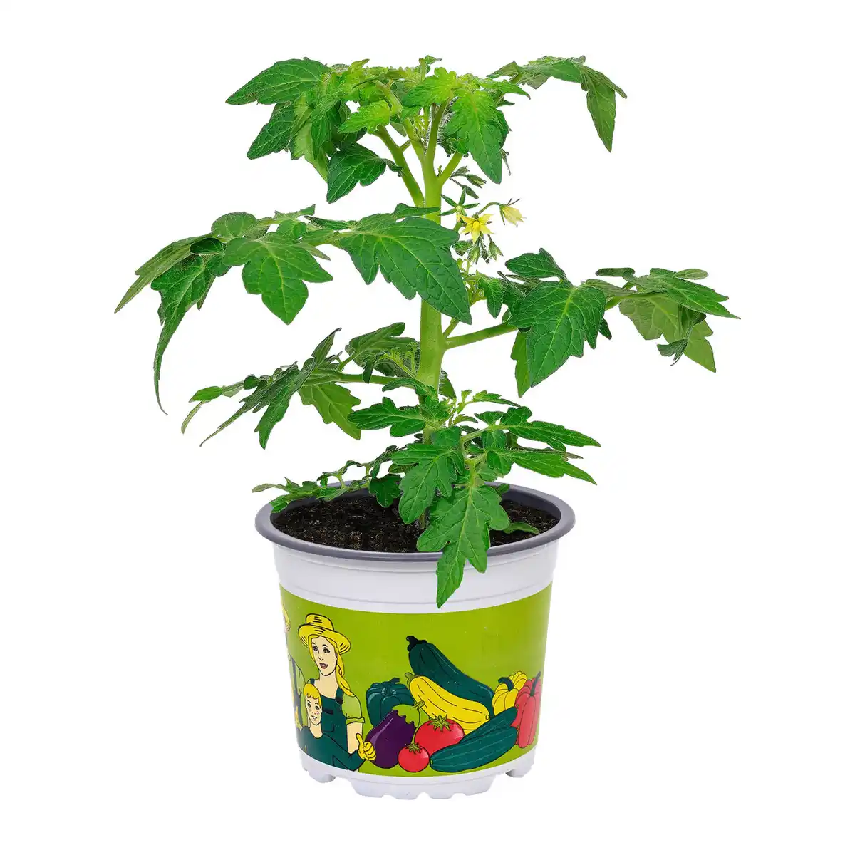 Bild 4 von GARDENLINE Gemüsepflanze