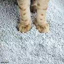 Bild 2 von CACHET Katzenstreu XXL