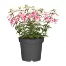 Bild 2 von GARDENLINE Große Geranie / Fuchsie