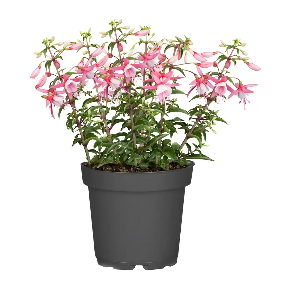 Bild 2 von GARDENLINE Große Geranie / Fuchsie