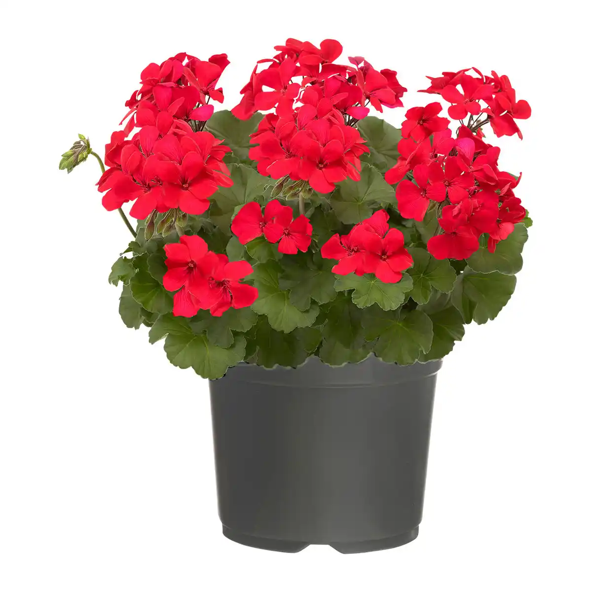 Bild 4 von GARDENLINE Große Geranie / Fuchsie