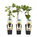 Bild 2 von GARDENLINE Spalierobst