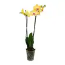 Bild 1 von GARDENLINE Schmetterlings-Orchidee