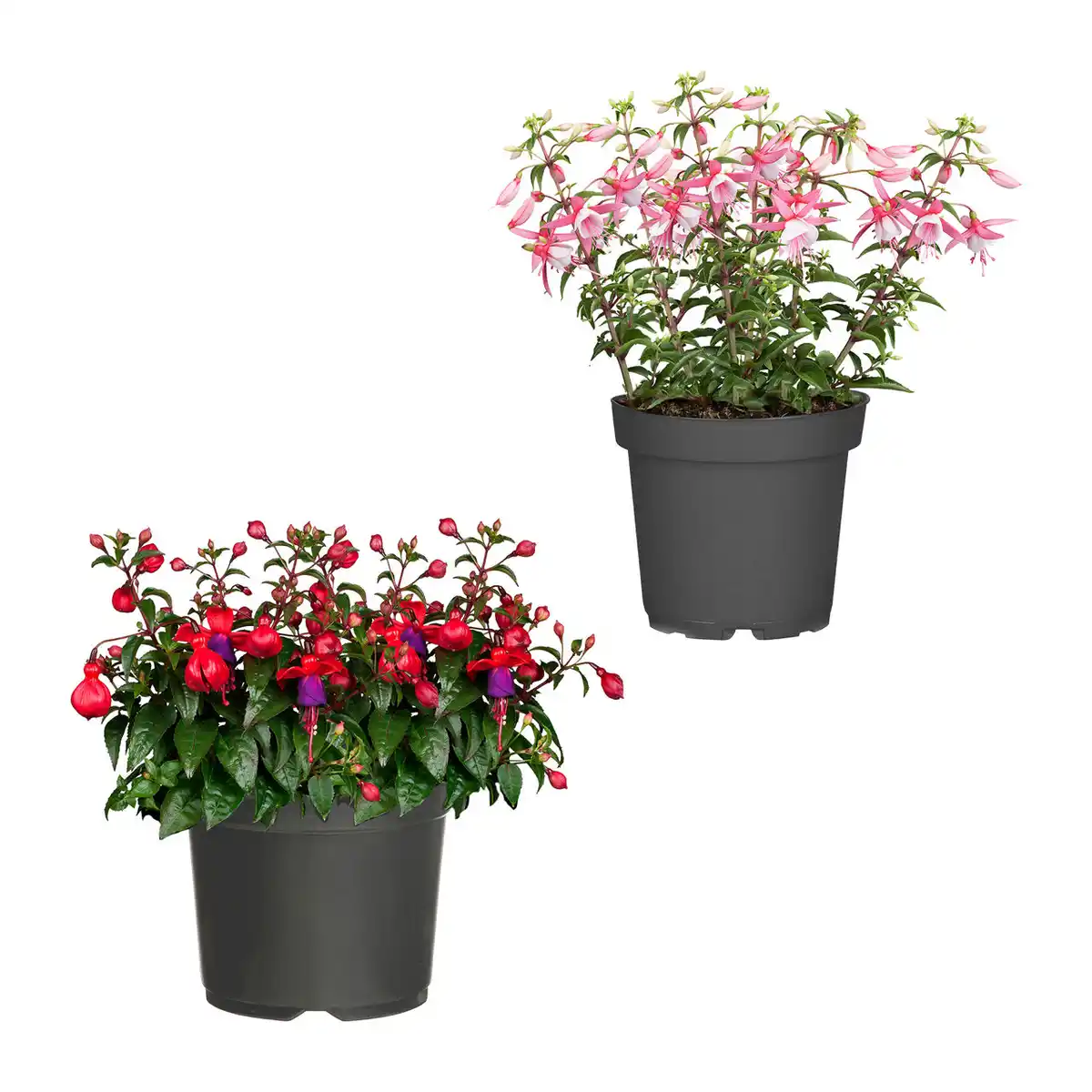 Bild 1 von GARDENLINE Große Geranie / Fuchsie