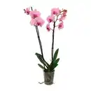Bild 3 von GARDENLINE Schmetterlings-Orchidee