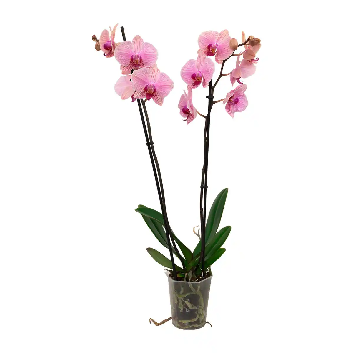 Bild 3 von GARDENLINE Schmetterlings-Orchidee