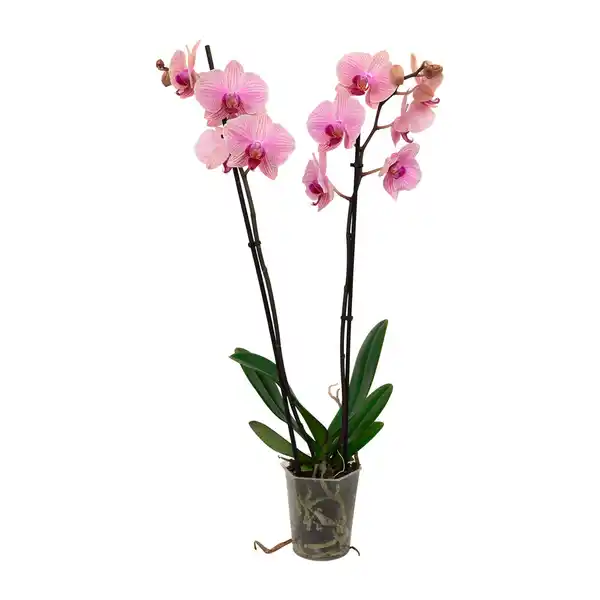 Bild 3 von GARDENLINE Schmetterlings-Orchidee