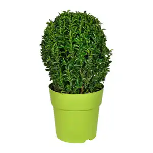 GARDENLINE Euonymus im Kulturtopf